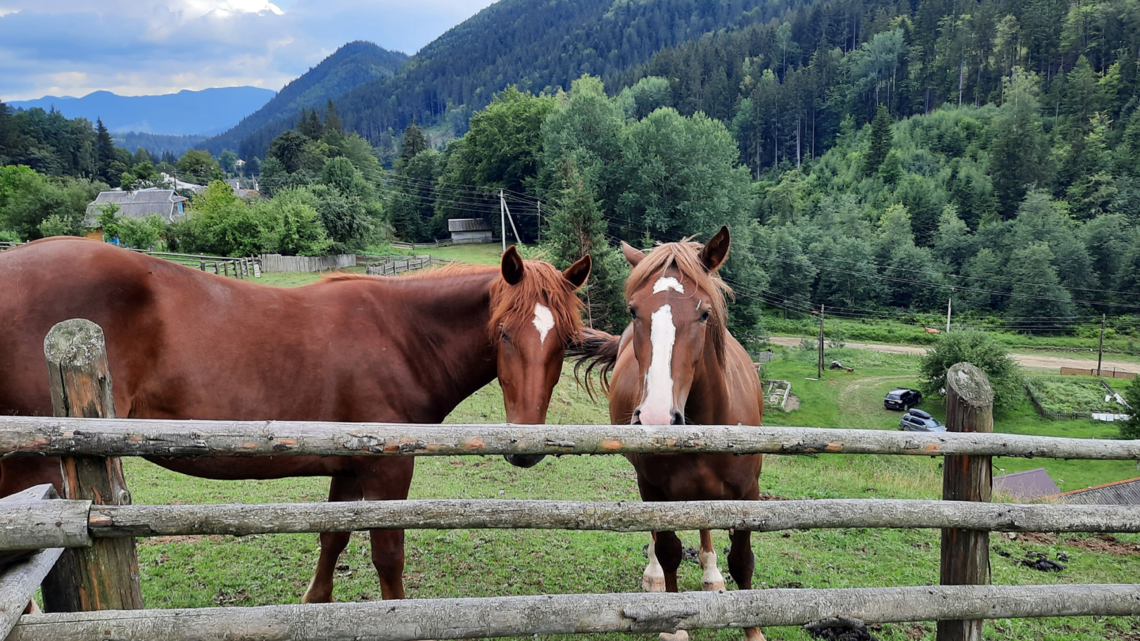 Коні на панорамі гір, притулилісь один до одної