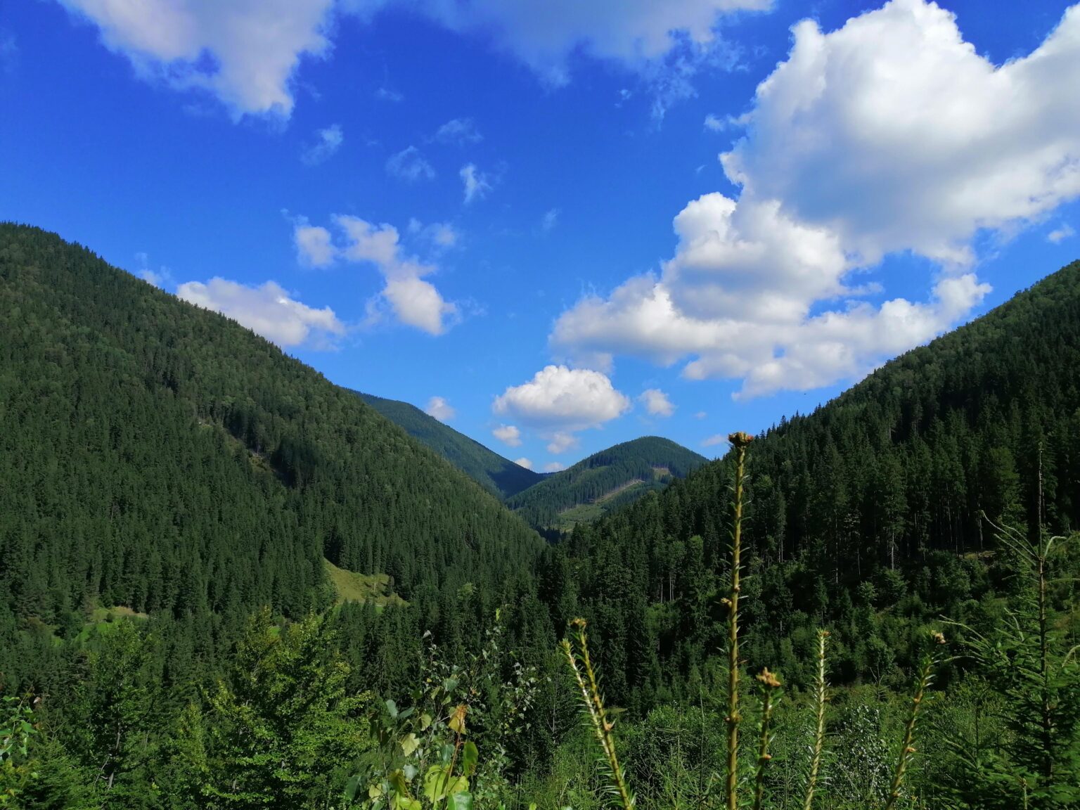 Панорама Карпат біля села Волова, краєвид на гори поруч із Маєтком Діда