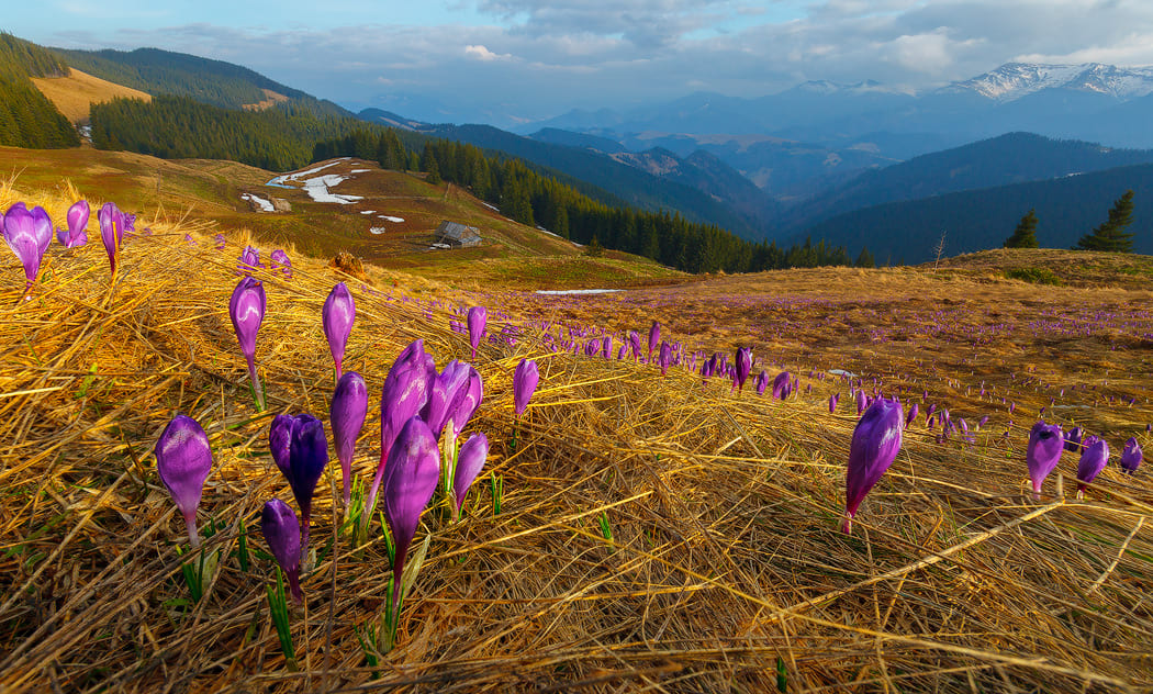 Весна в Карпатах
